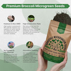 Organo Republic Broccoli Sprouting & Microgreens Seeds - 32,500 Non-GMO Heirloom Seeds, Sprouts in Bulk 4oz Resealable Bag for Planting & Growing in Soil, Coconut Coir, Aeroponic & Hydroponic System