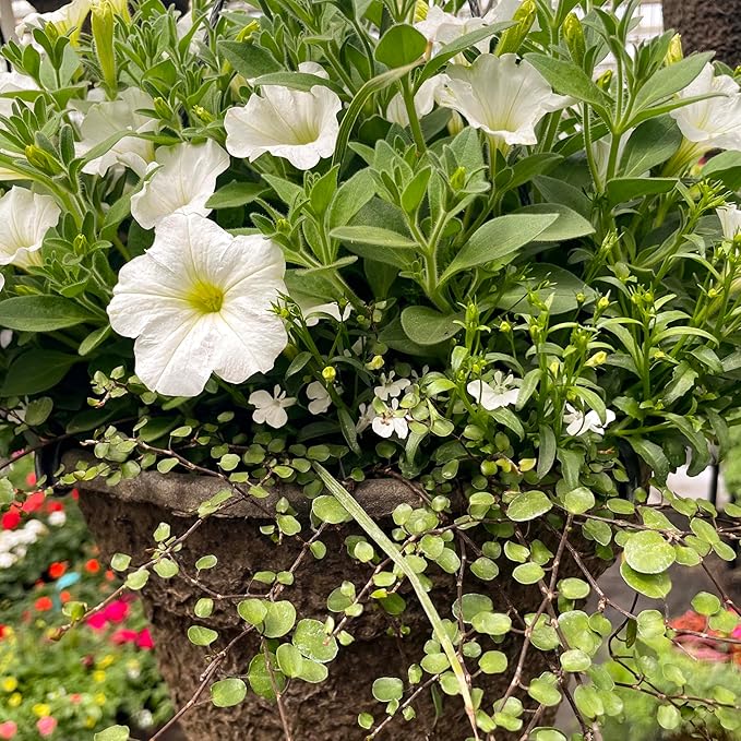 Wire Vine, Large Leaf, Live Plant, 4" Growers Pot