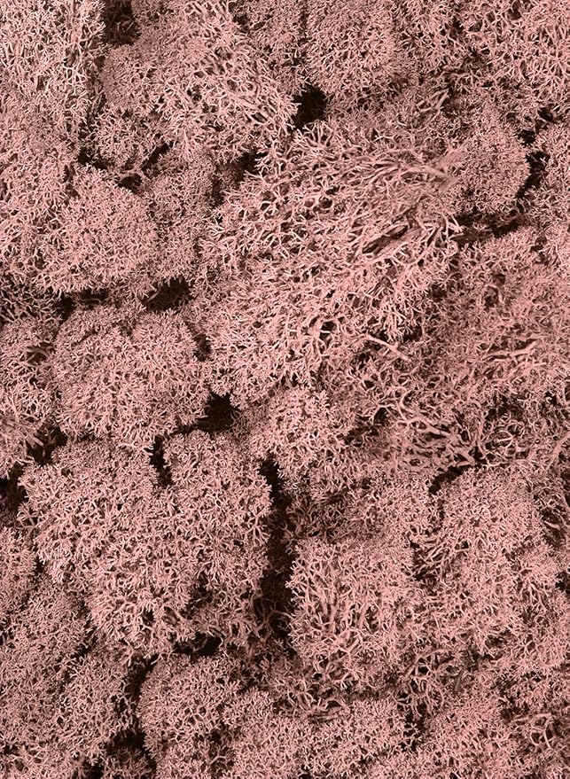 SuperMoss (21791) Reindeer Moss – Soft Preserved Moss for Home Decor, Crafts, Terrariums, Floral Design, and Wedding Decorations, 2,588 cu in, Dusty Rose