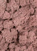 SuperMoss (21791) Reindeer Moss – Soft Preserved Moss for Home Decor, Crafts, Terrariums, Floral Design, and Wedding Decorations, 2,588 cu in, Dusty Rose