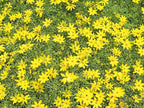 Greenwood Nursery: Live Perennial Plants - Nana Mouse Ear Tickseed + Coreopsis Auriculata - [Qty: 2X Pint Pots] - (Click for Other Available Plants/Quantities)