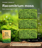 Live Moss – Racomitrium Moss (3 Sheets, Each Approx. 3.5"x7") for Terrariums, Moss Balls, Vertical Decor & Natural Plant Layouts – Naturally Grown, Reusable, Not Artificial