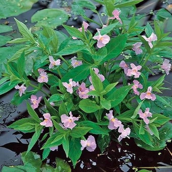 Monkey Flower, a Great Live Pond Plant for Your Water Garden. Filters koi and Goldfish Ponds. Good for Bogs, Plant Shelf or Shallow Water This marginal Aquatic is a Real Beauty