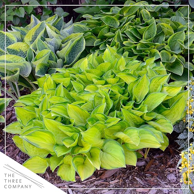 Live Perennial Hosta - Assorted Varieties (3 Plants Per Pack) Beautiful Accent Plant, 10" Tall by 4" Wide in 1 Qt Pot