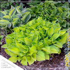Live Perennial Hosta - Assorted Varieties (3 Plants Per Pack) Beautiful Accent Plant, 10" Tall by 4" Wide in 1 Qt Pot