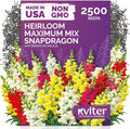 KVITER 2500 Maximum Mix Snapdragon Seeds (Antirrhinum Majus) - Snapdragon, Tall Colorful Dragon Flower, Non GMO Seed Packets - Flower Seeds for Outdoor Garden, Borders & Containers, Cut Flowers