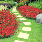 Ouddy Decor 24 Bundles Artificial Flowers for Decorations Fake Silk Plants for Outdoors UV Resistant Faux Plastic Greenery Stems for Garden Porch Window Box Home Spring Decor, Red