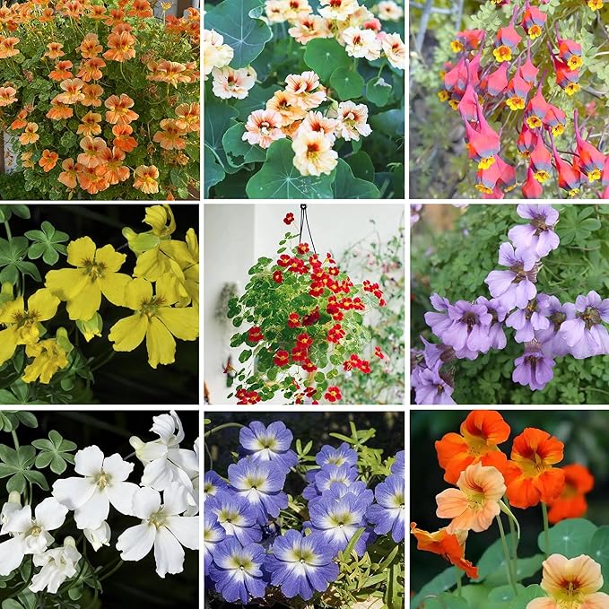 Mixed Nasturtium Seeds for Planting, 300pcs Rare Climbing Nasturtium Flower Seeds, Non-GMO Heirloom Beauty Home Garden Blooms Flowers Plants for Outdoors Indoors