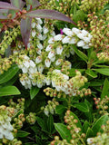 Live Plant from Green Promise Farms - Pieris jap. Cavatine, #3 Gallon Size Container, Evergreen, White Flowers - Plant Does NOT Ship to AZ, CA, HI, ID, MT, NV, OR, PR, UT & WA!
