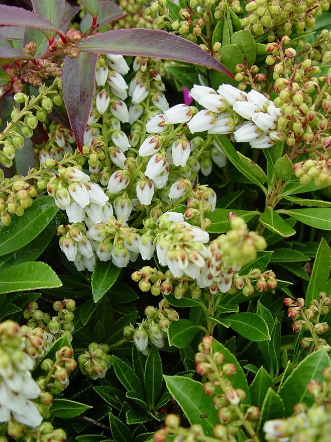 Pieris jap. 'Cavatine' (Cavatine Dwarf Andromeda) Evergreen, #2 - Size Container