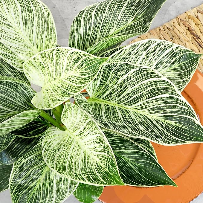 Variegated Philodendron Birkin Houseplant, Powerful Air Purifying Plant, Easy to Grow, Upright Philodendrons, Popular Live Indoor Plants, 6 in. Grower Pot
