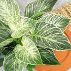 Variegated Philodendron Birkin Houseplant, Powerful Air Purifying Plant, Easy to Grow, Upright Philodendrons, Popular Live Indoor Plants, 6 in. Grower Pot