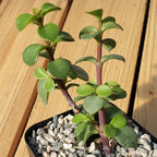 2 Inch Portulacaria Afra Decumbent Cacti Cactus Succulent Real Live Plant