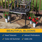 Costa Farms Mandevilla Live Plants | Pack of 4 | 1.5Pt. Houseplants, Flowering Blooms in Plant Pots | Outdoor Decor, Room Decor, Patio, Balcony | Grower's Choice Color