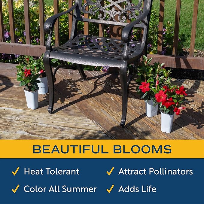 Costa Farms Mandevilla Live Plants | Pack of 4 | 1.5Pt. Houseplants, Flowering Blooms in Plant Pots | Outdoor Decor, Room Decor, Patio, Balcony | Grower's Choice Color