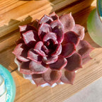 Live Succulents Plants Echeveria Black Mamba 3 inches,Rare Black Red Succulents Bare Root Without Pot Soil, Live Plants Indoor Office Decoration Wedding and Gift