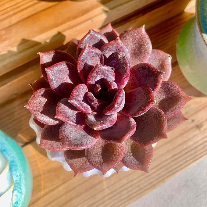Live Succulents Plants Echeveria Black Mamba 3 inches,Rare Black Red Succulents Bare Root Without Pot Soil, Live Plants Indoor Office Decoration Wedding and Gift