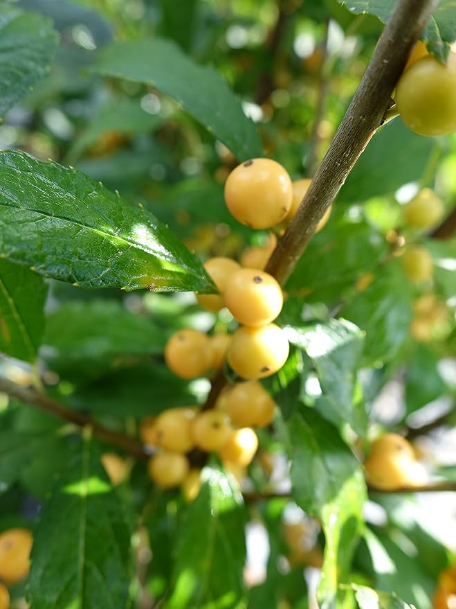 Proven Winners - Ilex verticillata Berry Heavy Gold (Winterberry) Shrub, gold berries, #2 - Size Container