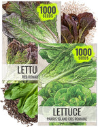Seed Needs Romaine Lettuce Seeds Variety Pack for Planting a Collection of 2 Individual Varieties - Packets Include Red Romaine & Parris Island COS