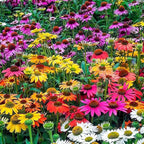 1000 Coneflower Seeds for Planting - Echinacea Seeds Perennial Bloom Flowers Rare Echinacea Flower Non-GMO Perennial Coneflower Garden Outdoor