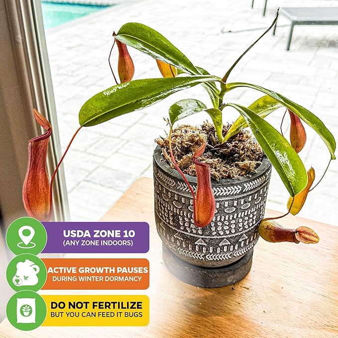 Alata Pitcher Plant - Nepenthes Live Carnivorous Plant by Wellspring Gardens - Easy to Grow Starter Bulbs Great for Nature Lovers & Gardeners - Outdoor & Indoor Aquatic (2-Pack)
