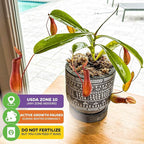 Alata Pitcher Plant - Nepenthes Live Carnivorous Plant by Wellspring Gardens - Easy to Grow Starter Bulbs Great for Nature Lovers & Gardeners - Outdoor & Indoor Aquatic (2-Pack)