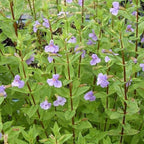 Monkey Flower, a Great Live Pond Plant for Your Water Garden. Filters koi and Goldfish Ponds. Good for Bogs, Plant Shelf or Shallow Water This marginal Aquatic is a Real Beauty