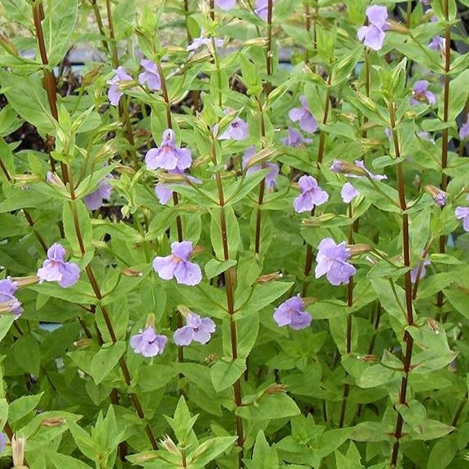 Monkey Flower, a Great Live Pond Plant for Your Water Garden. Filters koi and Goldfish Ponds. Good for Bogs, Plant Shelf or Shallow Water This marginal Aquatic is a Real Beauty