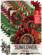 Seed Needs Sunflower Seeds for Planting Red Sun Sunflowers - Heirloom & Open Pollinated Annual Flowering Plants to Grow a Butterfly Garden to Attract Pollinators (5 Packs)
