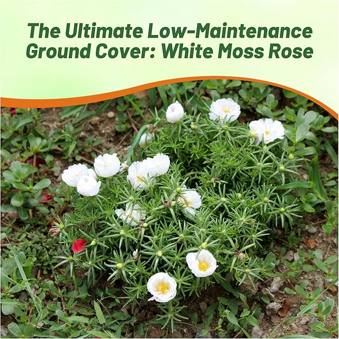 Outsidepride White Moss Rose Seeds - 250 Pcs Annual, Drought & Heat Tolerant, Pollinator Friendly Ground Cover Seeds for Planting w/Vibrant Blooms & Succulent Foliage, Ideal for Xeriscaping