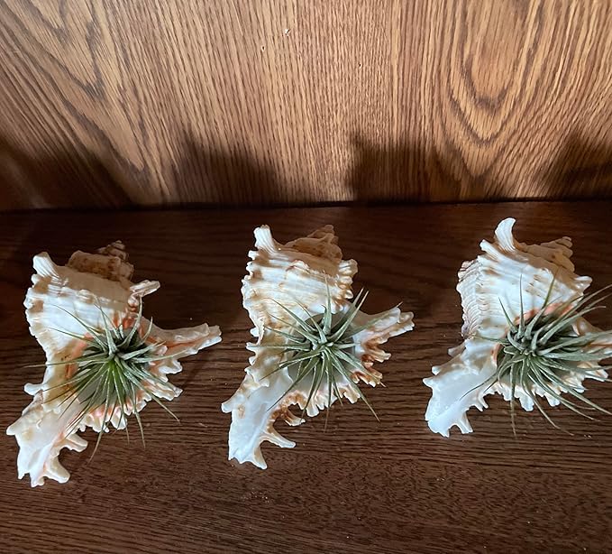YZHZOM 4 Pack 4-5 inches Conch Shells for Decorating air Plant Holders Unique Succulent Pot Betta Fish Tank Decoration Aquarium décor Fish House for Aquarium Beach Theme Party (No Plants)