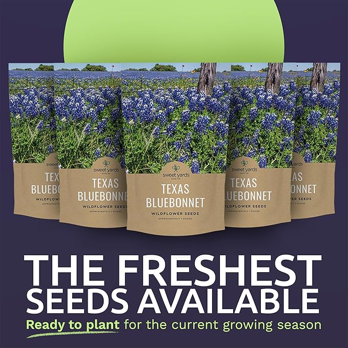 Bulk Texas Bluebonnet Wildflower Seeds - 5 Pounds - Over 80,000 Native Seeds - Texas State Flower!