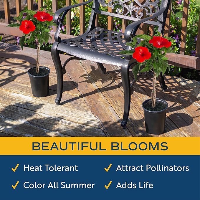 Costa Farms Premium Flowering Braided Hibiscus Grower Pot Live Outdoor Plant, 2-Pack 20-Inches Tall, Grower's Choice Flowers