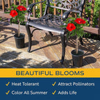 Costa Farms Premium Flowering Braided Hibiscus Grower Pot Live Outdoor Plant, 2-Pack 20-Inches Tall, Grower's Choice Flowers