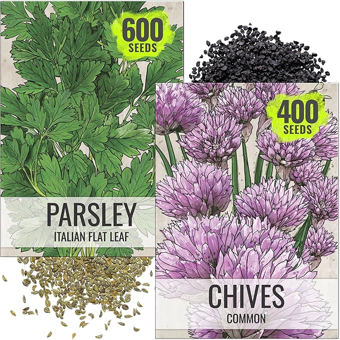 Seed Needs Italian Parsley & Chives Seeds for Planting Fresh Kitchen Herbs - Non-GMO Heirloom & Untreated Perennial Herb Seed to Plant a Culinary Garden Indoors or Outdoors (2 Pack Duo)