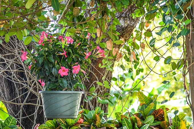 Tropical Plants of Florida Pink Dipladenia Hanging Basket 12 Inch Live Flowering Plant, 14 Inch Wide by 18 Inch Tall, Vibrant Pink Patio Porch Balcony Blooms
