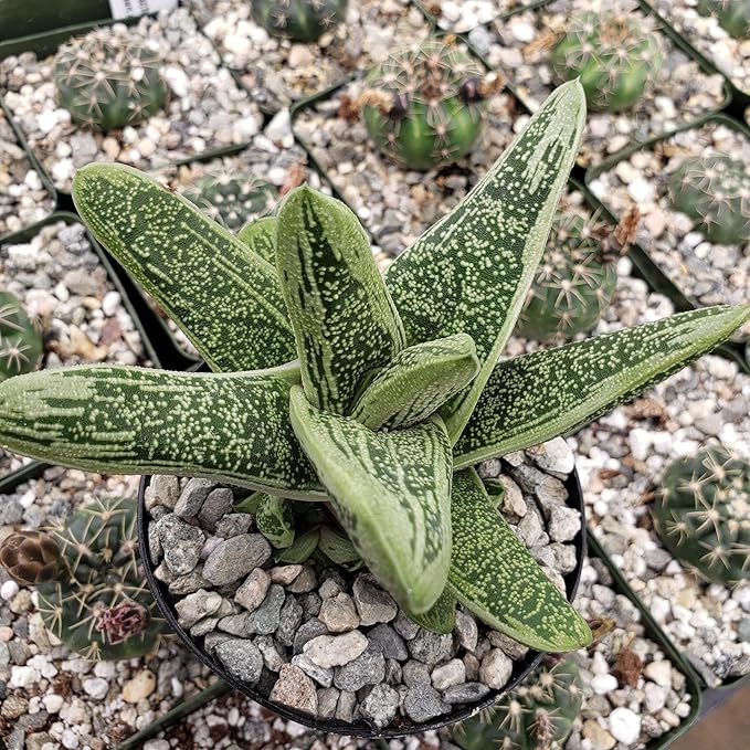 Gasteria Little Warty Cacti Cactus Succulent Real Live Plant
