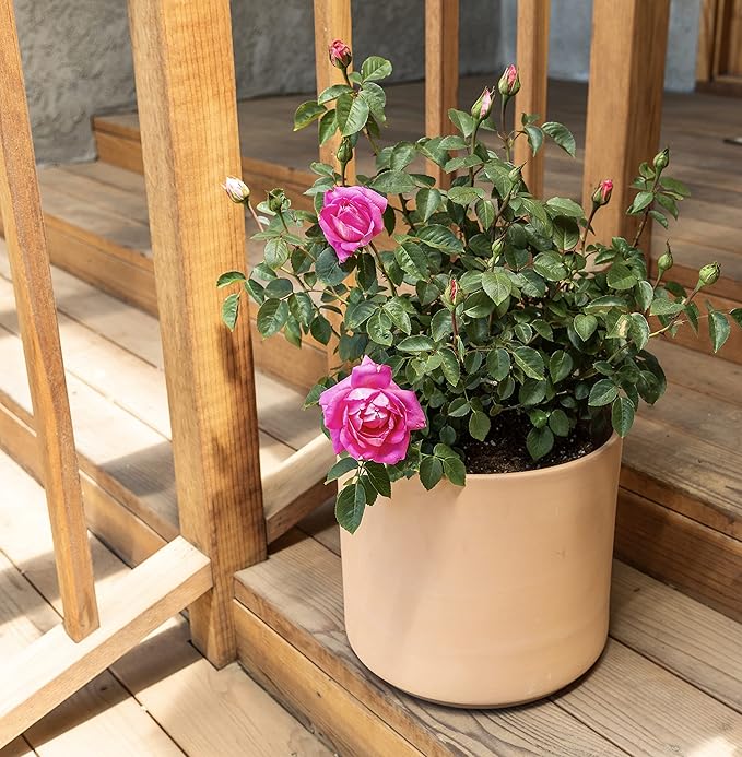 Fresh Roses for Delivery Prime, Pink Roses Live Rose Bush Plants, Indoor Rose Plant Lover Gifts, Fresh Flowers for Delivery Prime, Potted Rose Plant Live Plants, Live Outdoor Plants by Plants for Pets