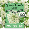 SVI 900 Queen Anne's Lace Seeds for Planting, Bishop's Flower Seed Packets (Ammi majus) - Bullwort, Laceflower, Heirloom Wildflower, False Annes Lace - Wild Flower Seeds to Plant Outside