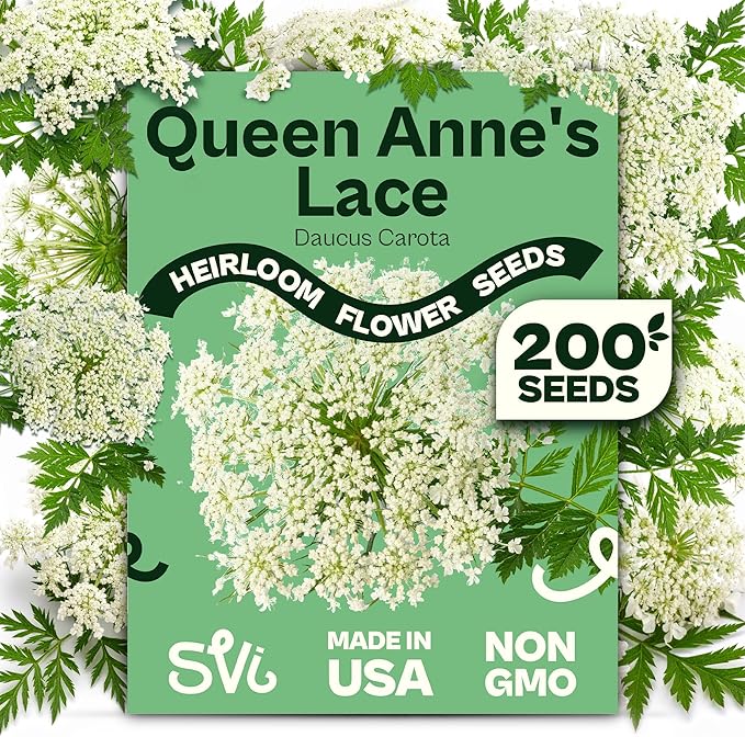 SVI 900 Queen Anne's Lace Seeds for Planting, Bishop's Flower Seed Packets (Ammi majus) - Bullwort, Laceflower, Heirloom Wildflower, False Annes Lace - Wild Flower Seeds to Plant Outside