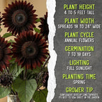 Seed Needs Sunflower Seeds for Planting Chocolate Sunflowers - Heirloom & Open Pollinated Flower Seed to Plant & Grow an Outdoor Wildflower Butterfly Garden (5 Packs)