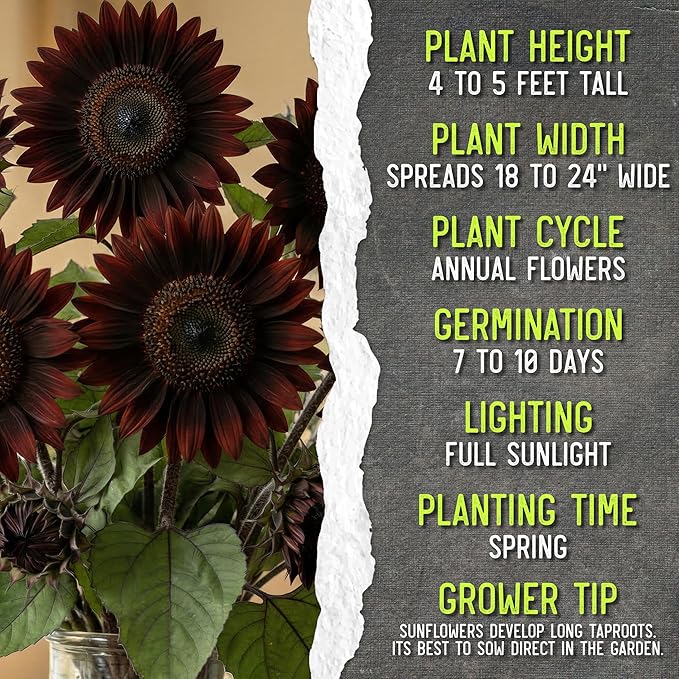 Seed Needs Sunflower Seeds for Planting Chocolate Sunflowers - Heirloom & Open Pollinated Flower Seed to Plant & Grow an Outdoor Wildflower Butterfly Garden (2 Packs)