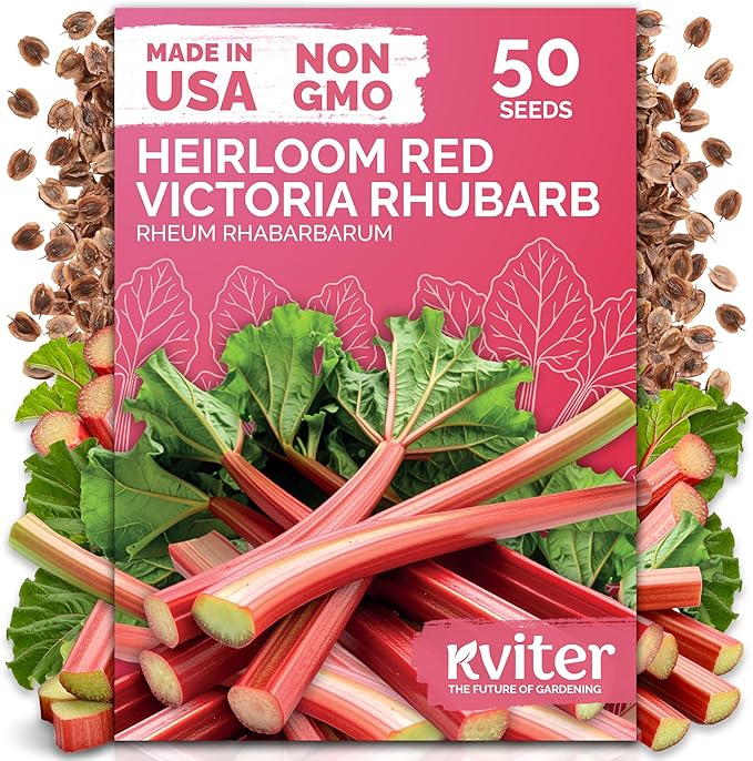 KVITER 50 Red Victoria Rhubarb Seeds for Planting (Rheum Rhabarbarum) – Organic & Heirloom Seeds, Perennial Vegetable Seeds – Perfect for Rhubarb Jam & Pies, Grow in Beds & Outdoor Garden