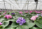 Optimara African Violet Variety Pack (2 Plants) 4" Pots, Grower's-Choice Assorted Varieties