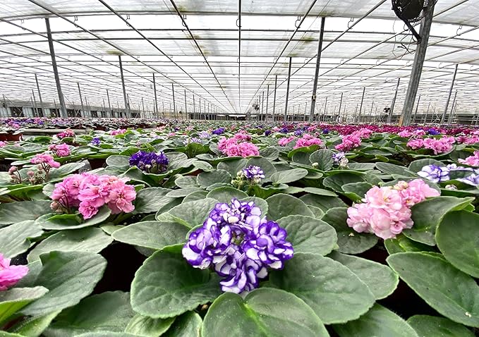 Optimara African Violet Variety Pack (2 Plants) 4" Pots, Grower's-Choice Assorted Varieties
