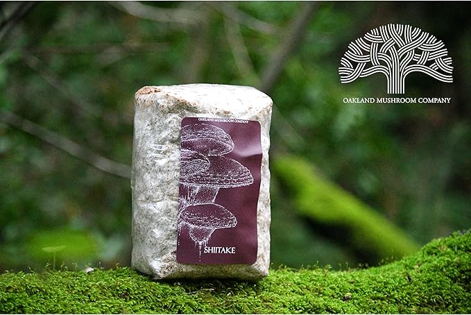 Shiitake Mushroom Grow Kit by Oakland Mushroom Co. | Handmade with Organic Ingredients | Ready to Grow | Harvest in 7-14 Days