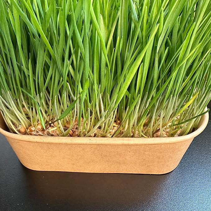 Cat Grass Grow Kit — 4-Batch Indoor Growing Set with Containers, Soil Disks & Seeds | Supports Digestion & Hairball Control | Ready to Grow, No Mess
