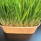 Cat Grass Grow Kit — 4-Batch Indoor Growing Set with Containers, Soil Disks & Seeds | Supports Digestion & Hairball Control | Ready to Grow, No Mess