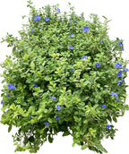 ragnaroc Blue Daze +10" (Evolvulus glomeratus) 1ct - Live Plant for Indoor Outdoor Use, Garden & Landscaping - Live Arrival Guaranteed