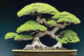 Japanese Pine Bonsai Tree Seeds for Planting (30 Seeds)